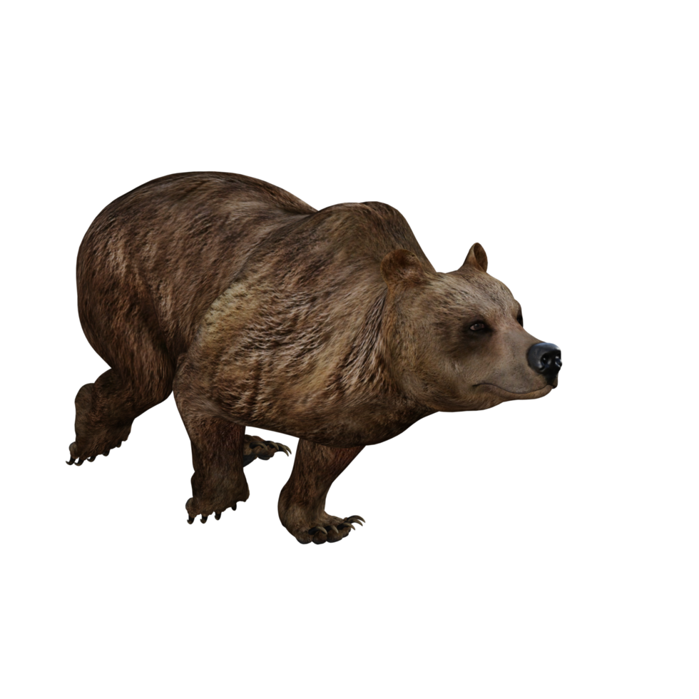 urso de ilustração 3D png