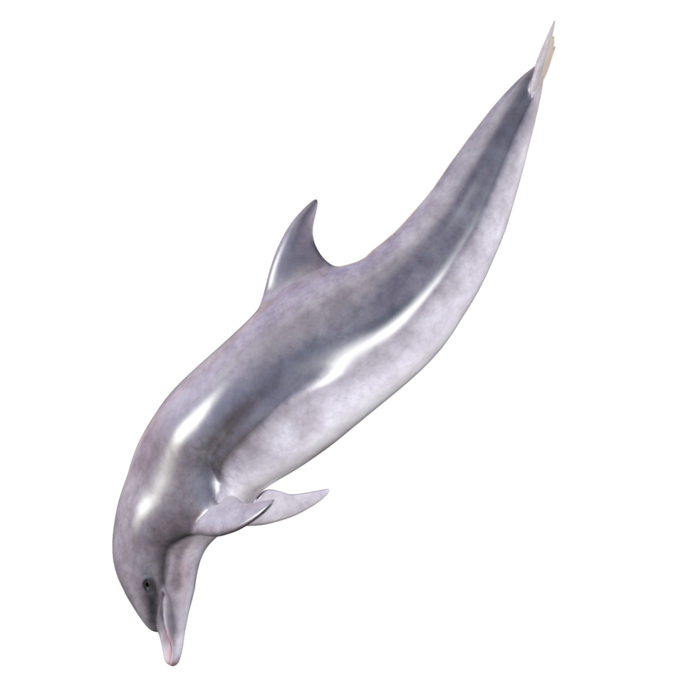 Dolphins with different poses png