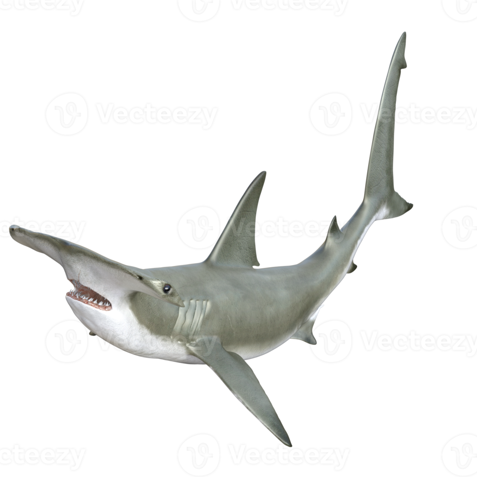 Shark 3d model illustration png