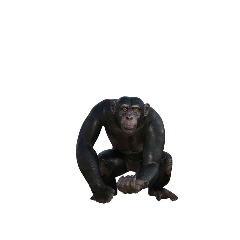 chimpanzee 3d render png