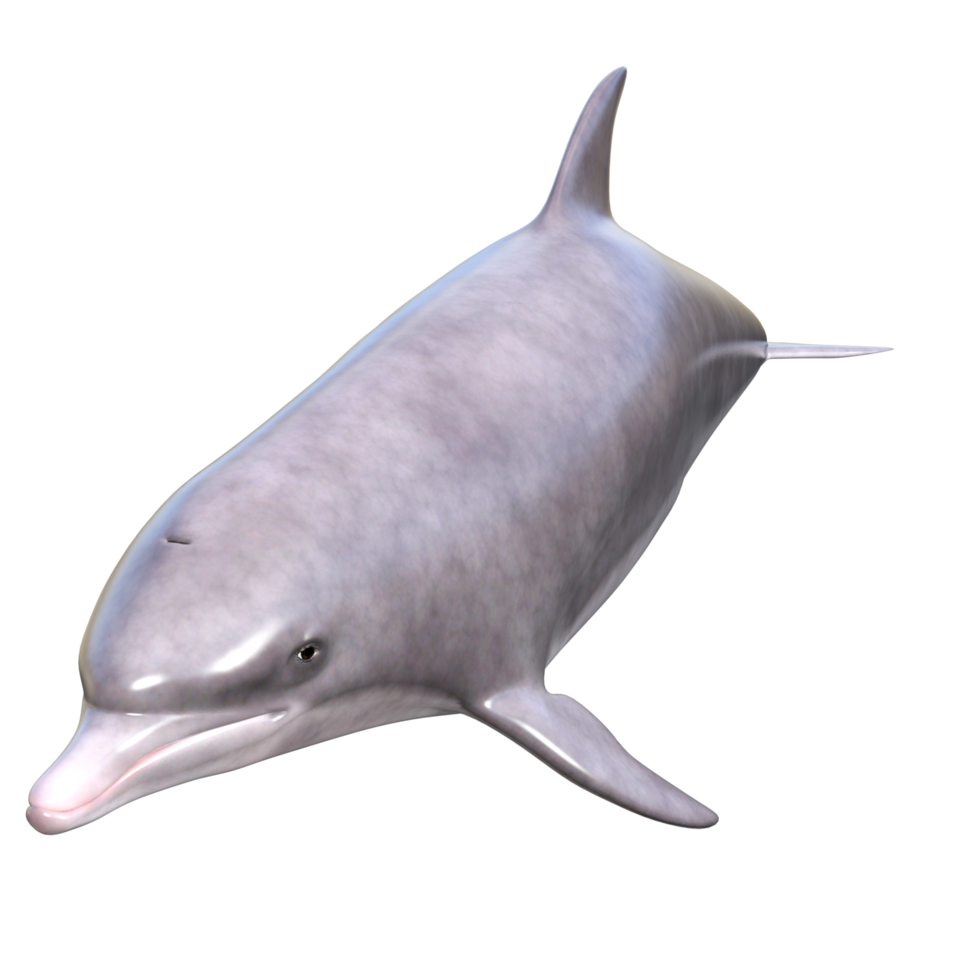 dolfijnen met verschillend poses png