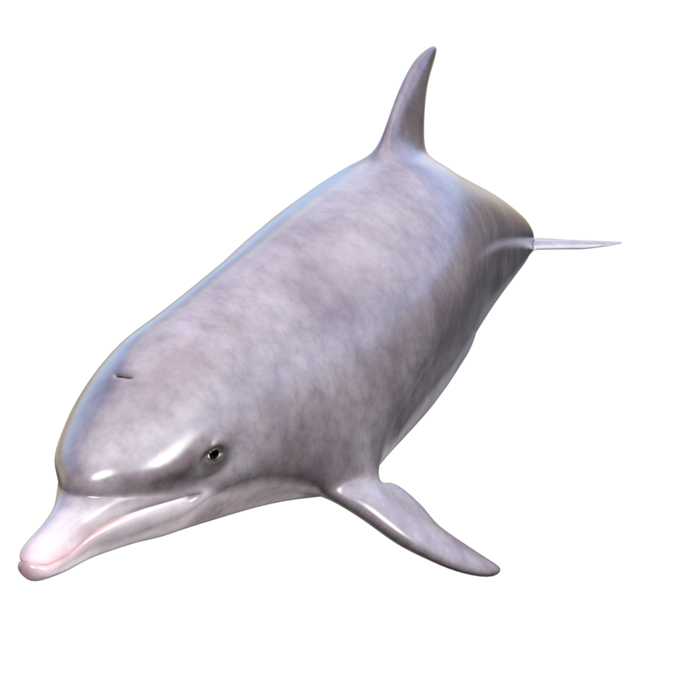 Dolphins with different poses png