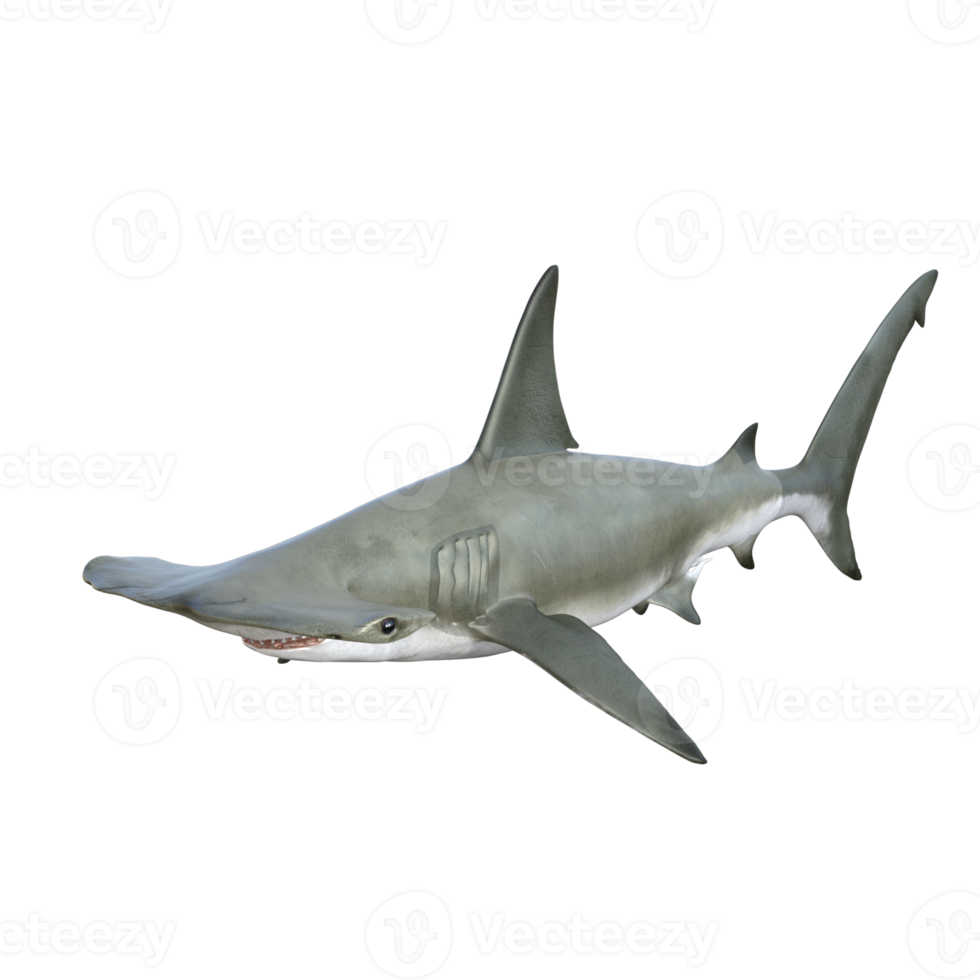 illustration de modèle 3d de requin png