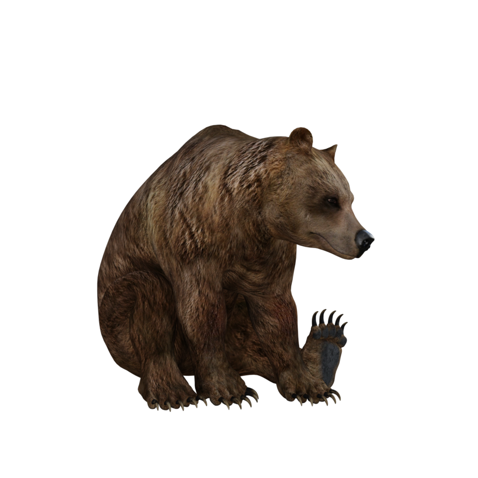 3d Illustration Bear png