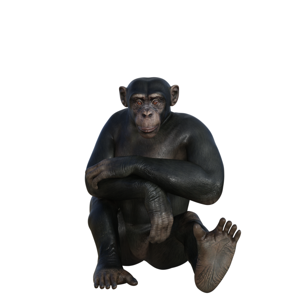 chimpanzé rendu 3d png