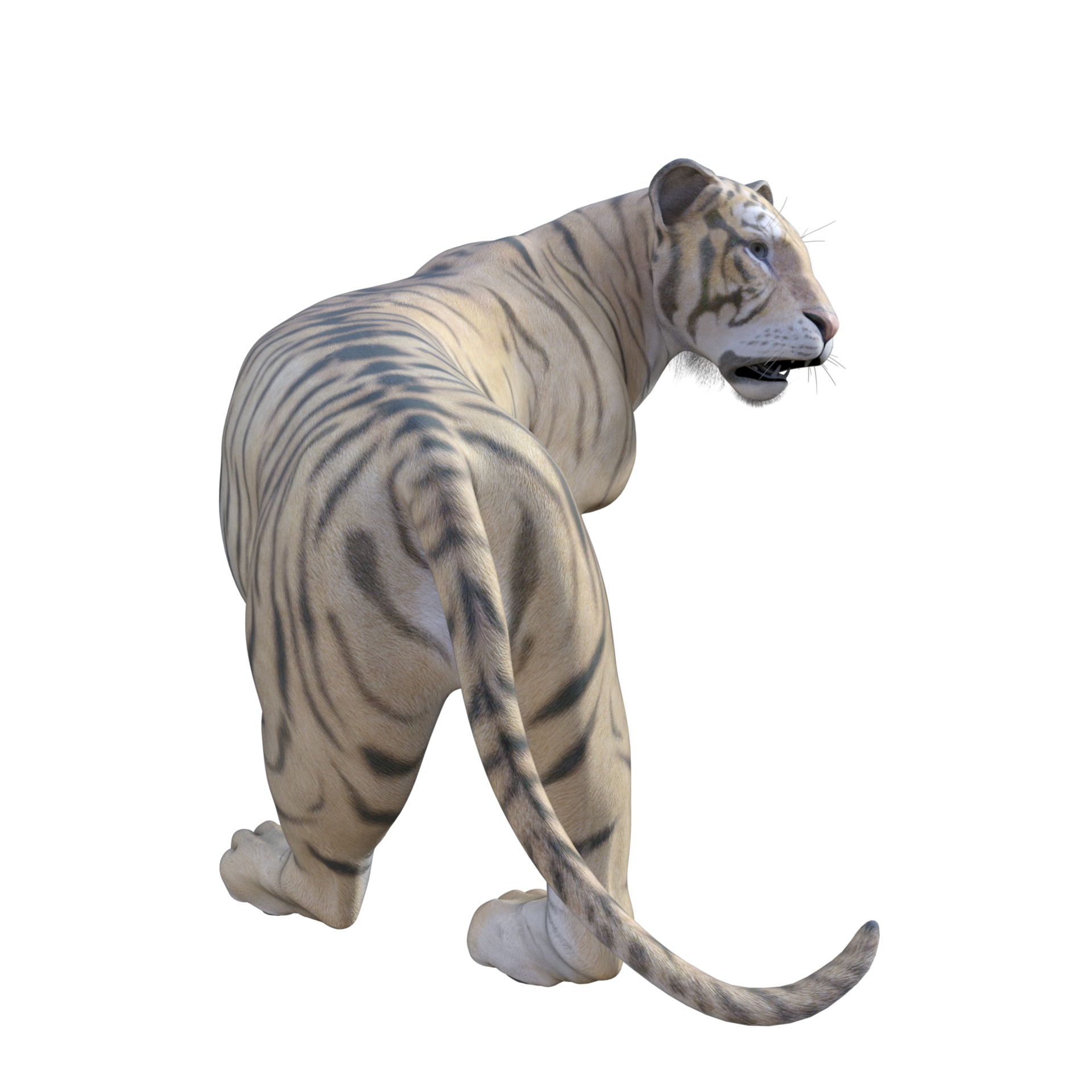 3d TIGER isolated 21107685 PNG