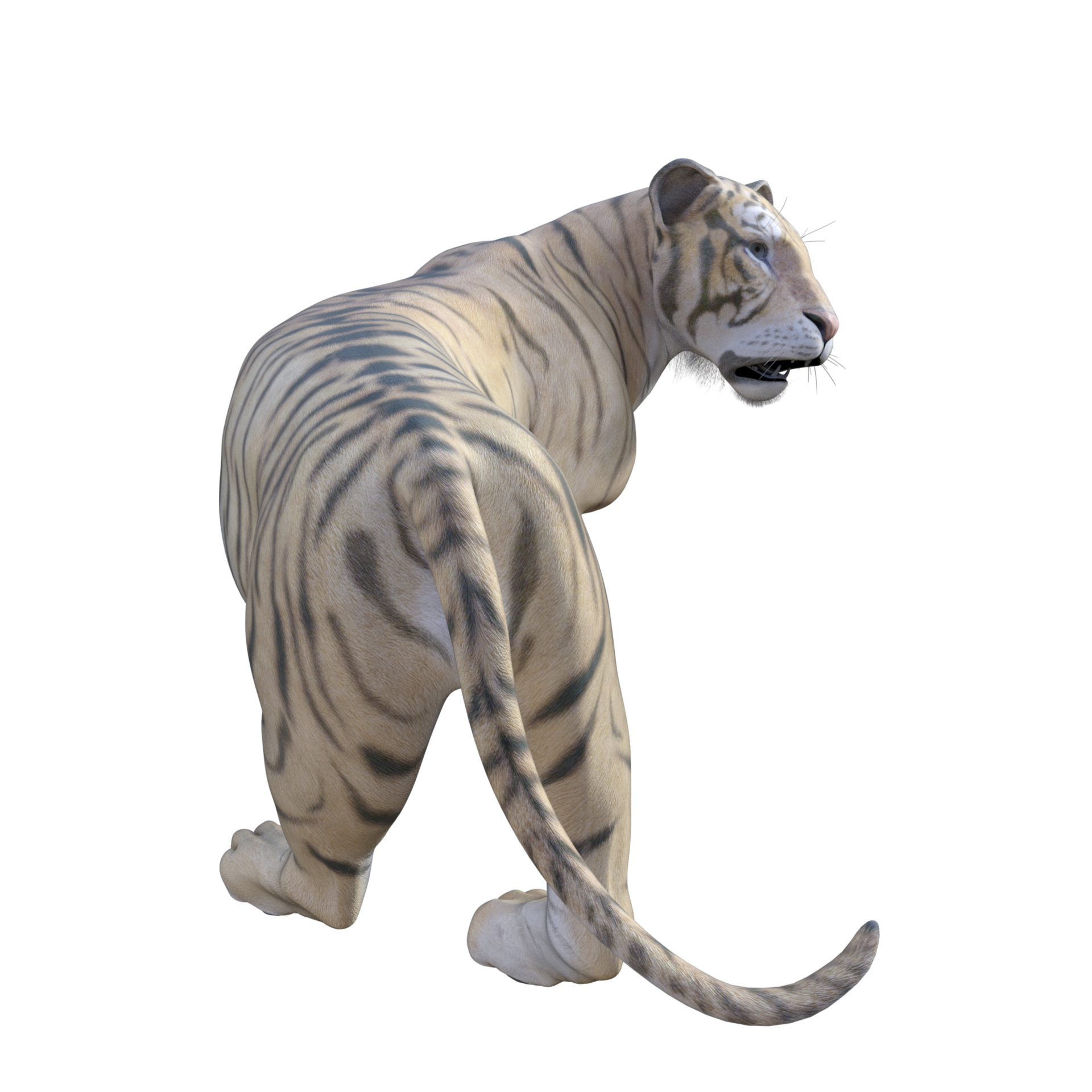 3d TIGER isolated 21107685 PNG