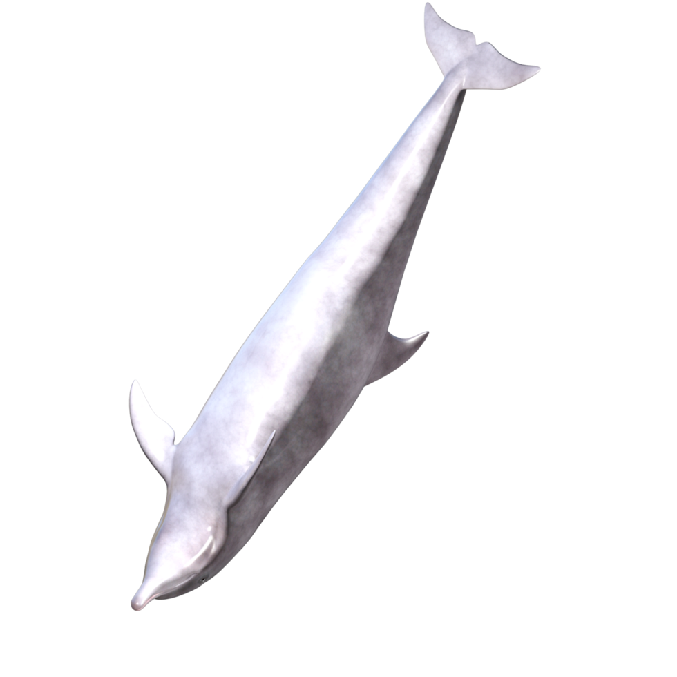 Dolphins with different poses png