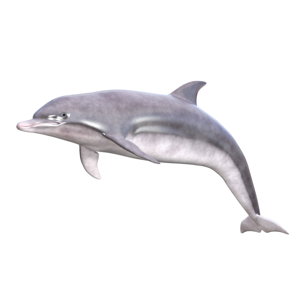 Dolphins with different poses png