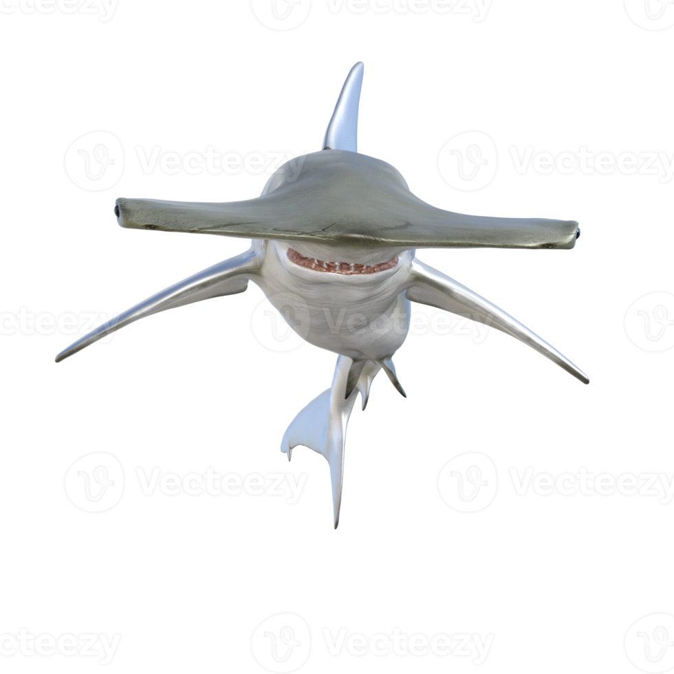 Shark 3d model illustration png