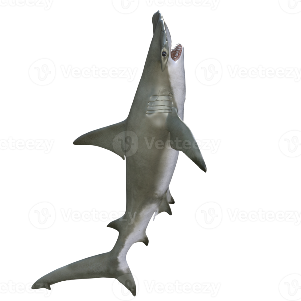 Shark 3d model illustration png