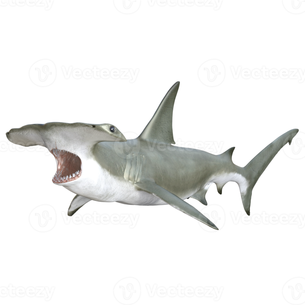 Shark 3d model illustration png