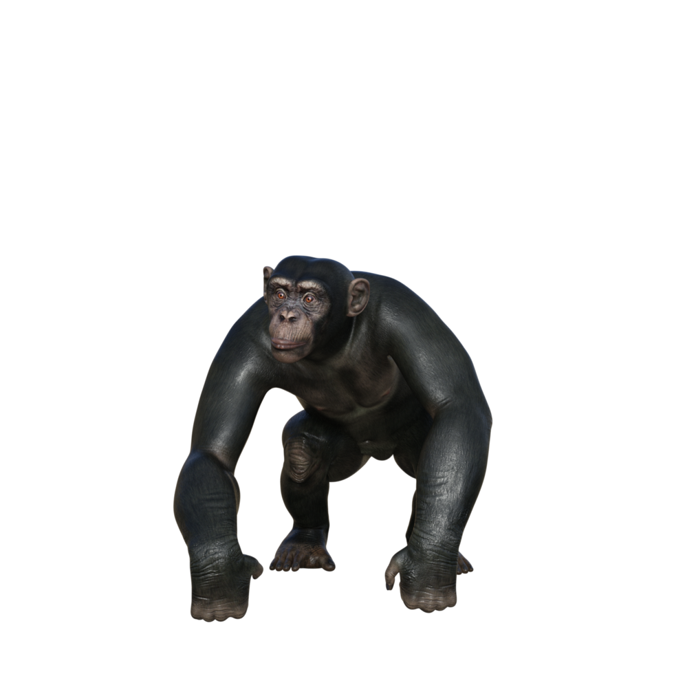 chimpanzee 3d render png