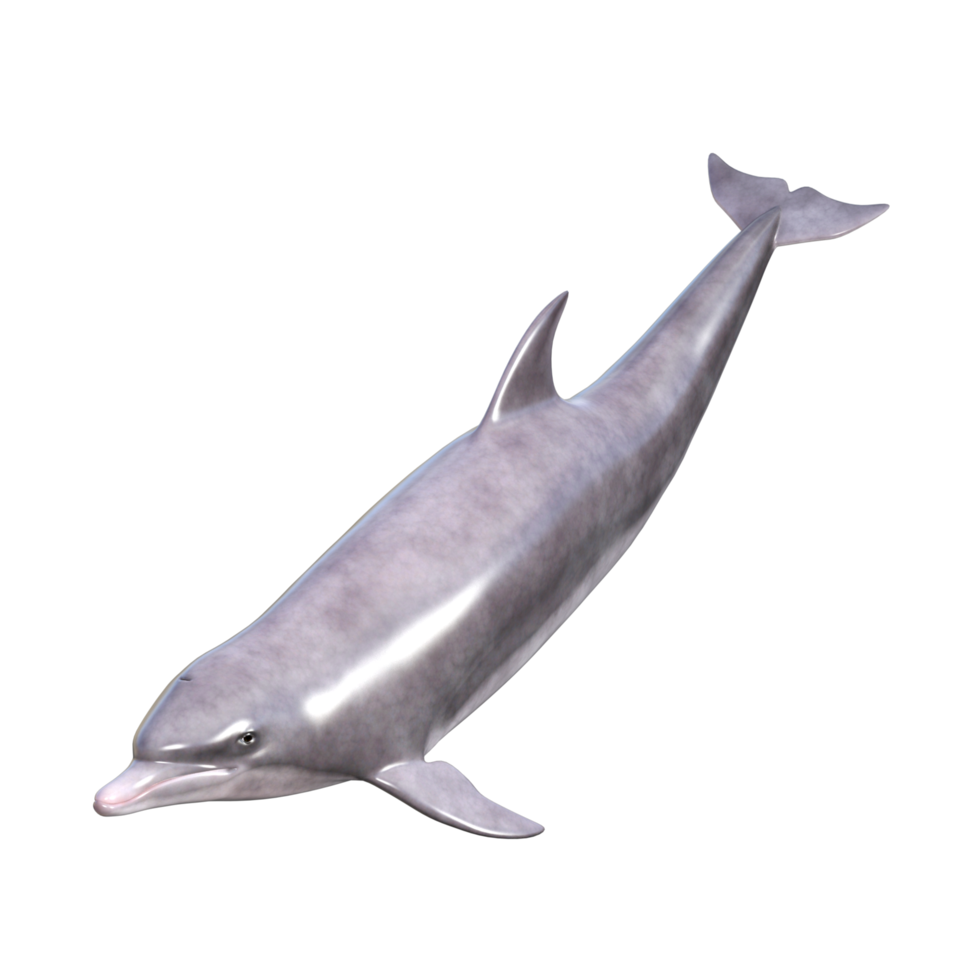 Dolphins with different poses png