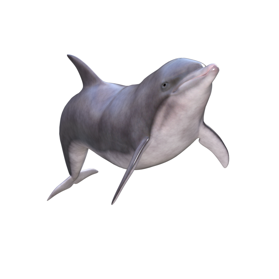 golfinhos com poses diferentes png