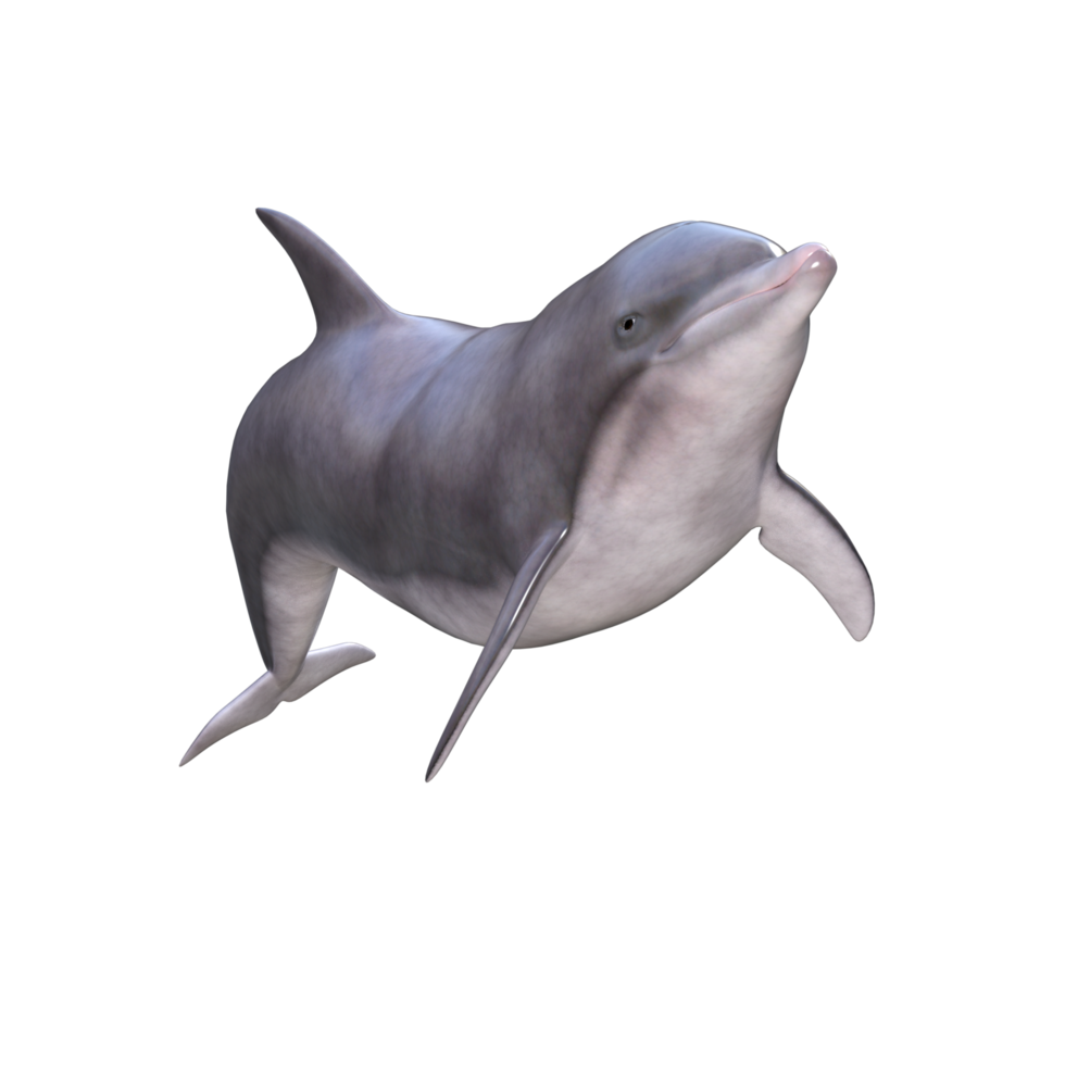 Dolphins with different poses png