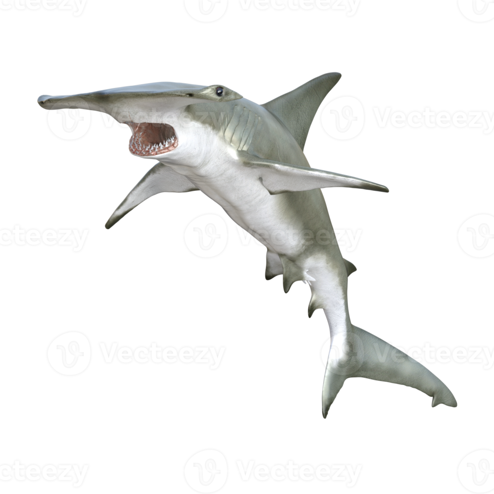 ilustração de modelo 3d de tubarão png