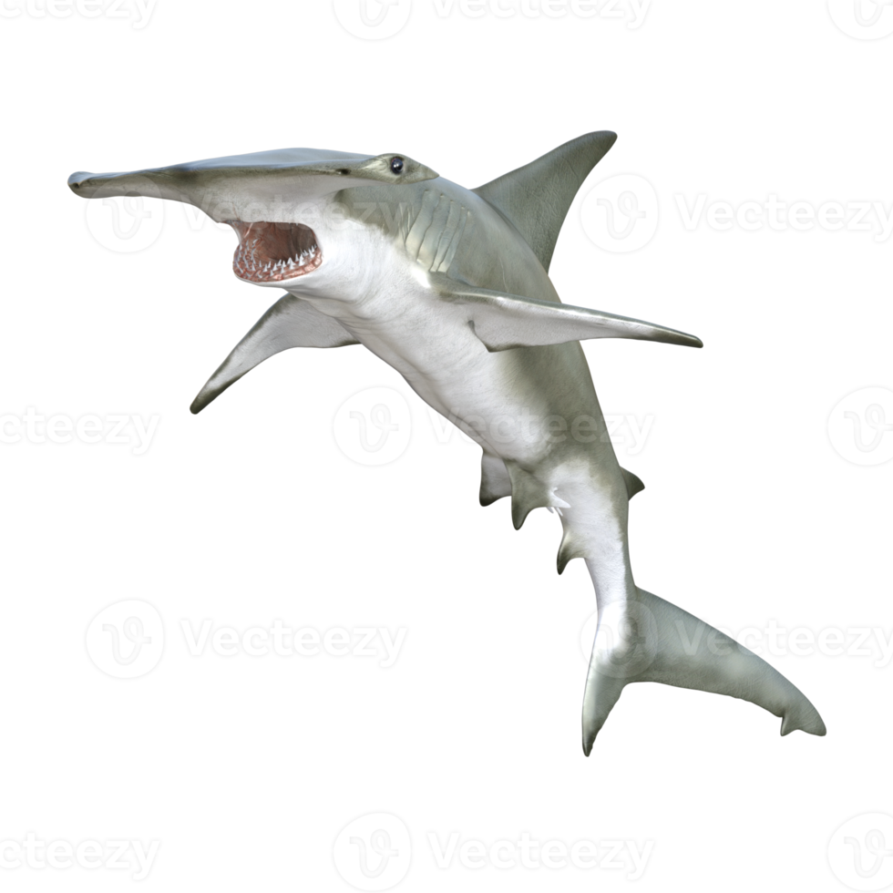 Shark 3d model illustration png
