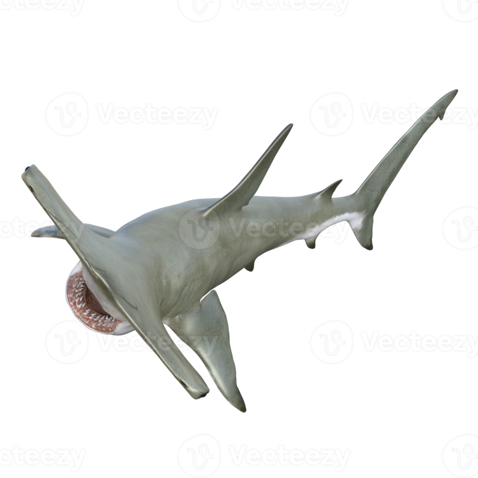 Shark 3d model illustration png