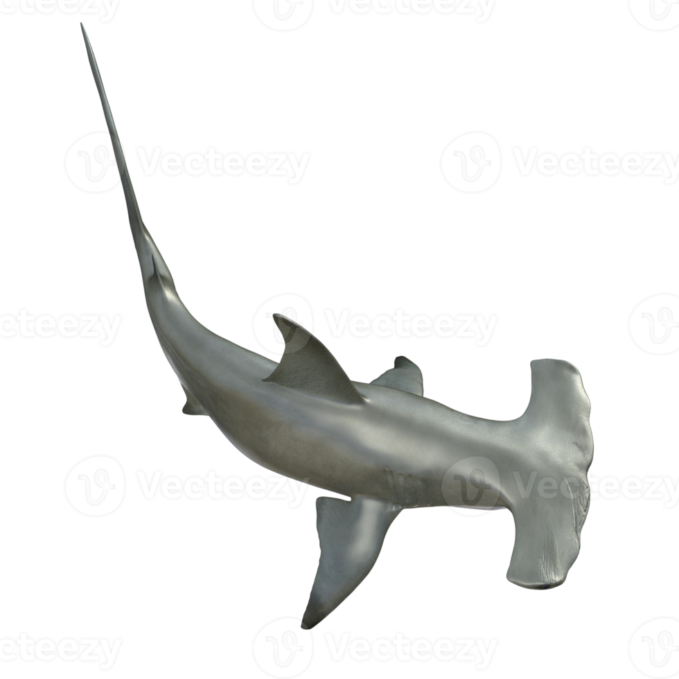 Shark 3d model illustration png