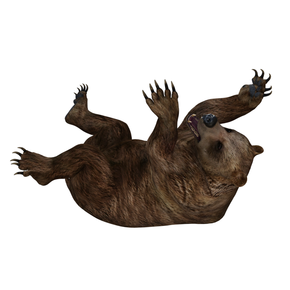 3d Illustration Bear png