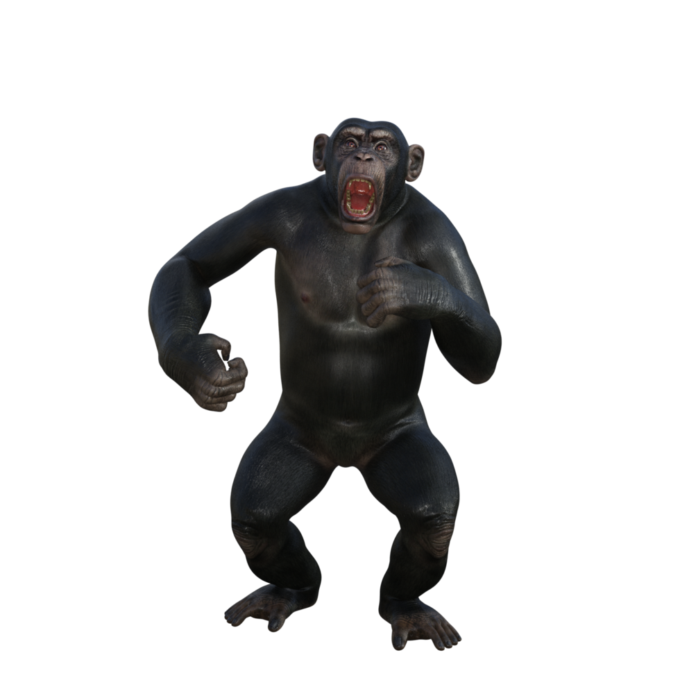 chimpanzee 3d render png