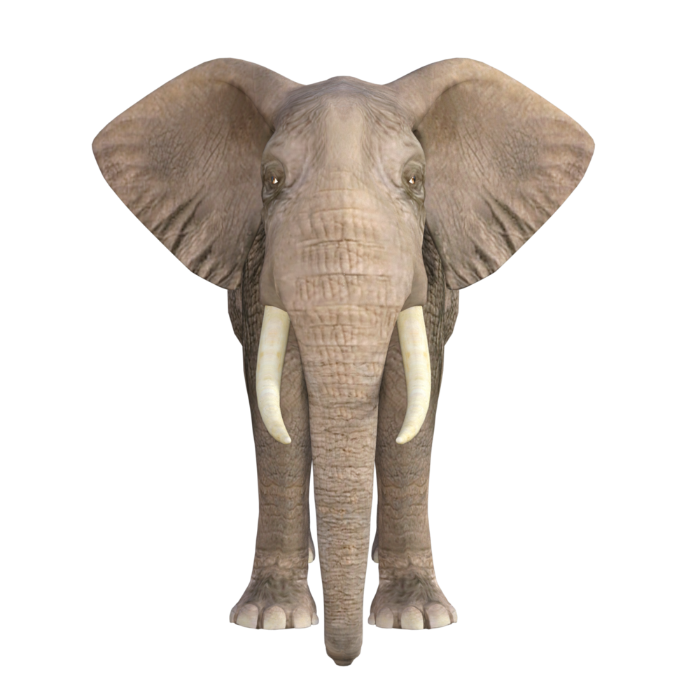 ilustração 3d de elefante png