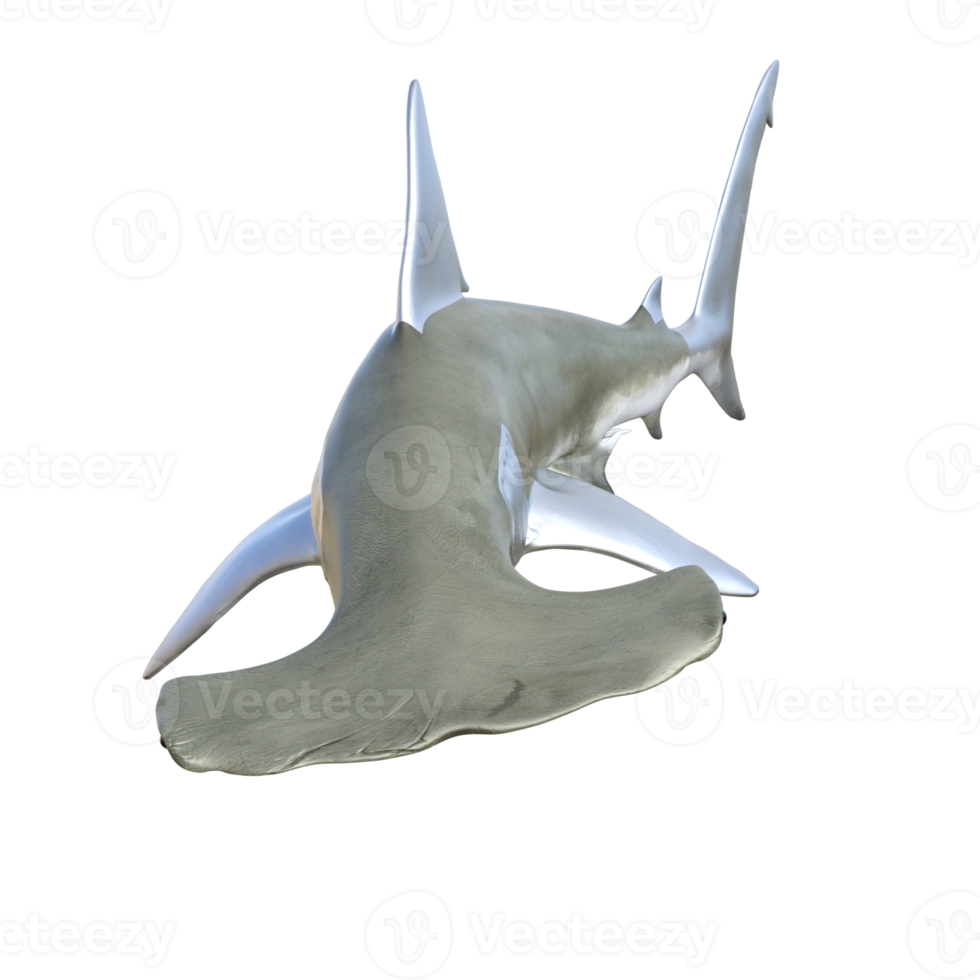 Shark 3d model illustration png