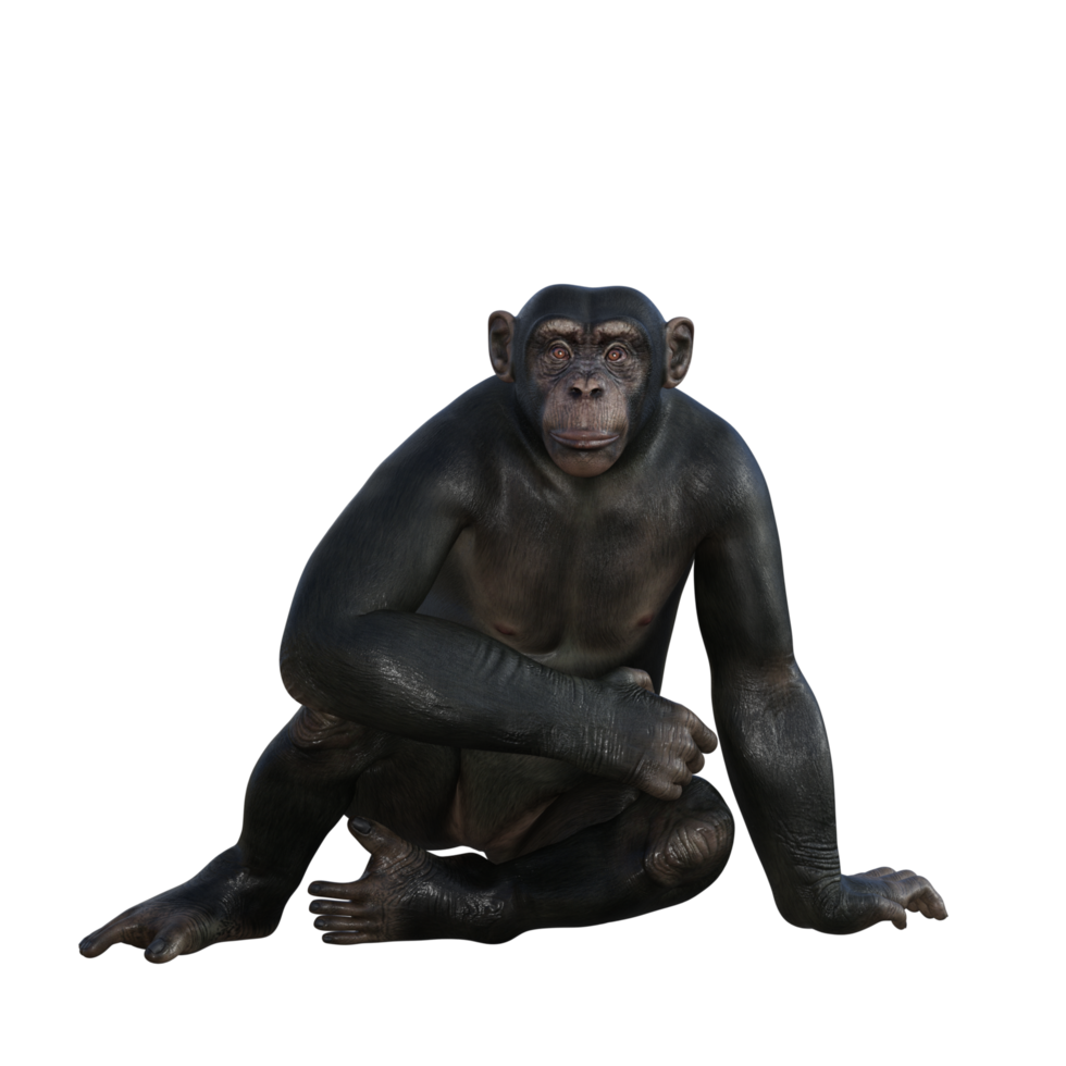 chimpanzee 3d render png