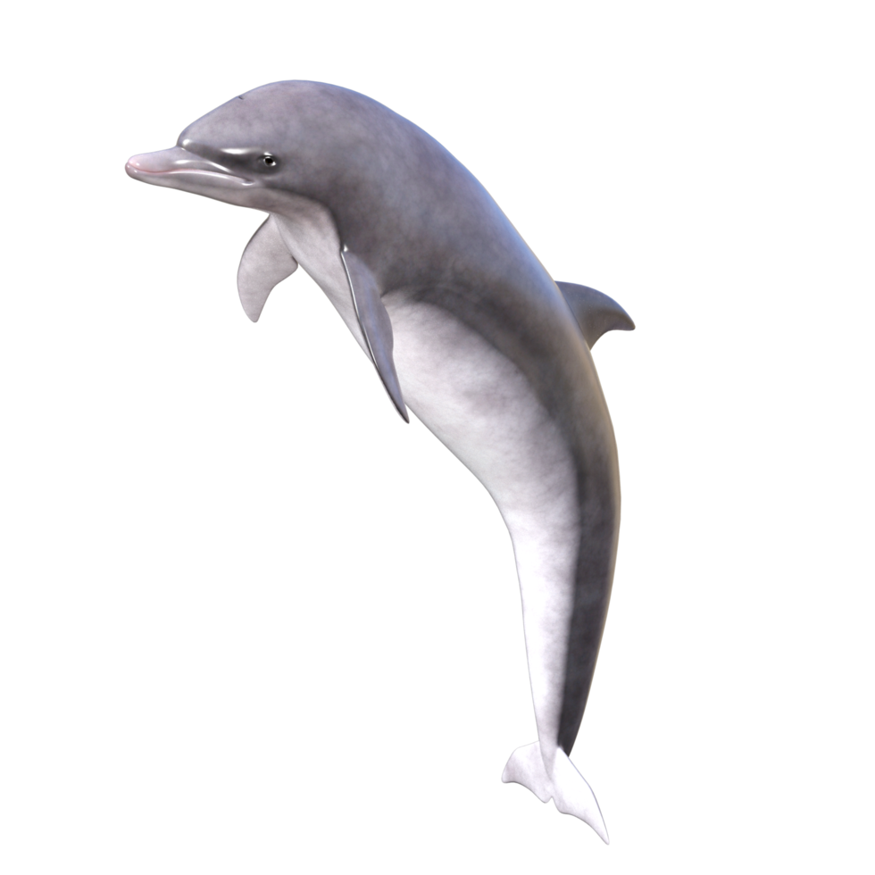 Dolphins with different poses png