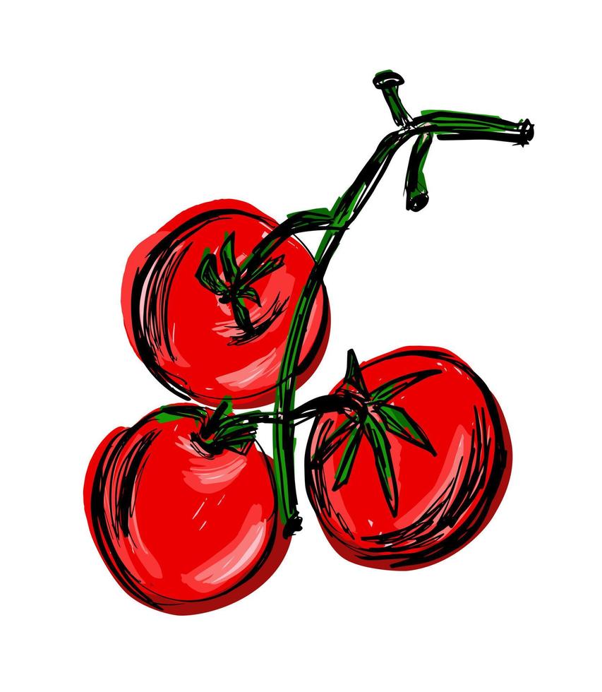 tres tomates jugosos rojos en una rama. rama dibujada a mano con tomates. vectorial, ilustración. vector