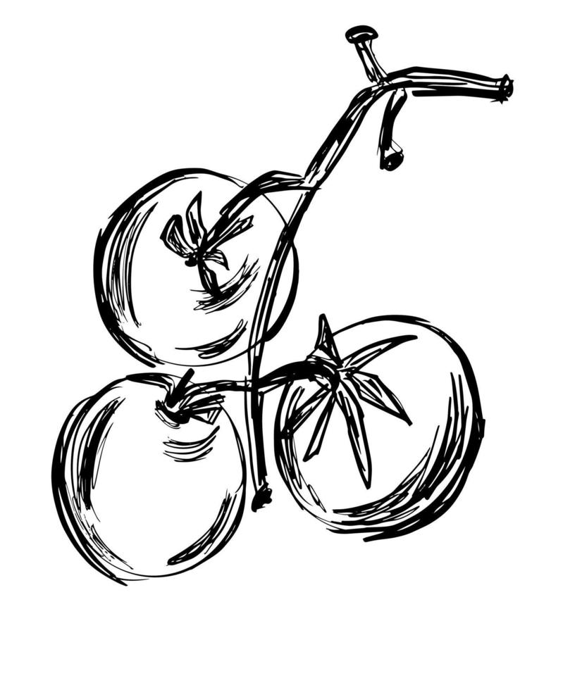 Three juicy tomatoes on a branch. Black and white sketch. Vector, Illustration. vector