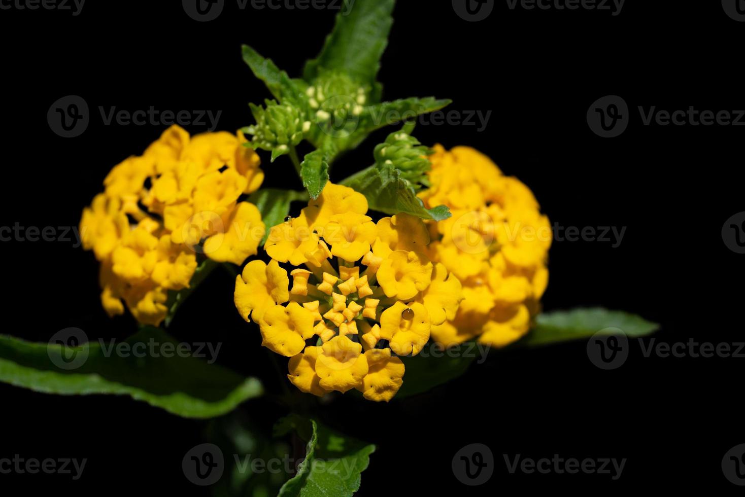 Close-up of a yellow small flower with green leaves, against a dark background. photo