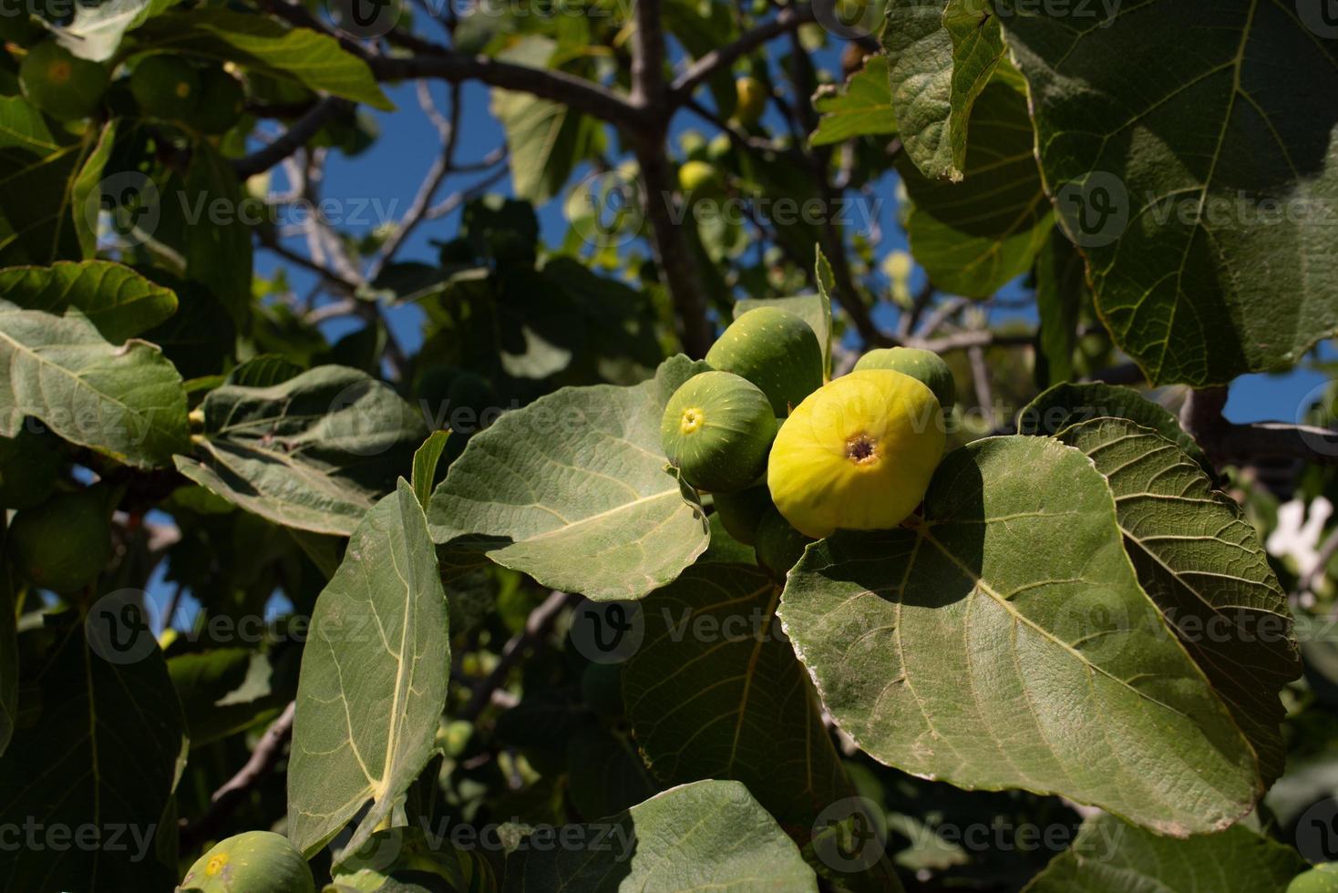 Fresh green figs grow on a fig tree in summer. You can see the treetop, green leaves and fruits against a blue sky. photo