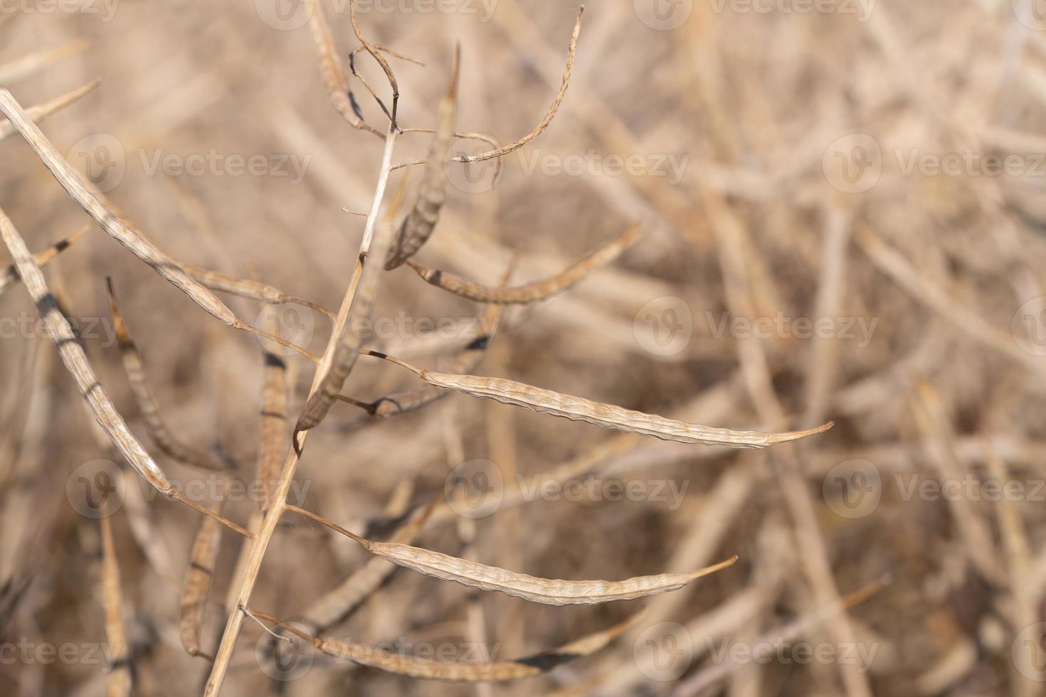 Close-up of ripe and dry rapeseed, in the field, against a light background in nature photo