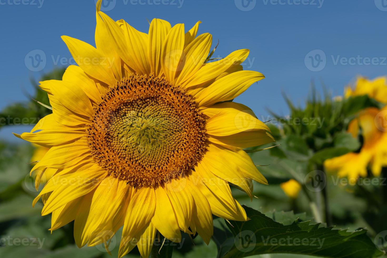 A yellow blooming sunflower grows in nature in the field. In the background the blue sky. photo