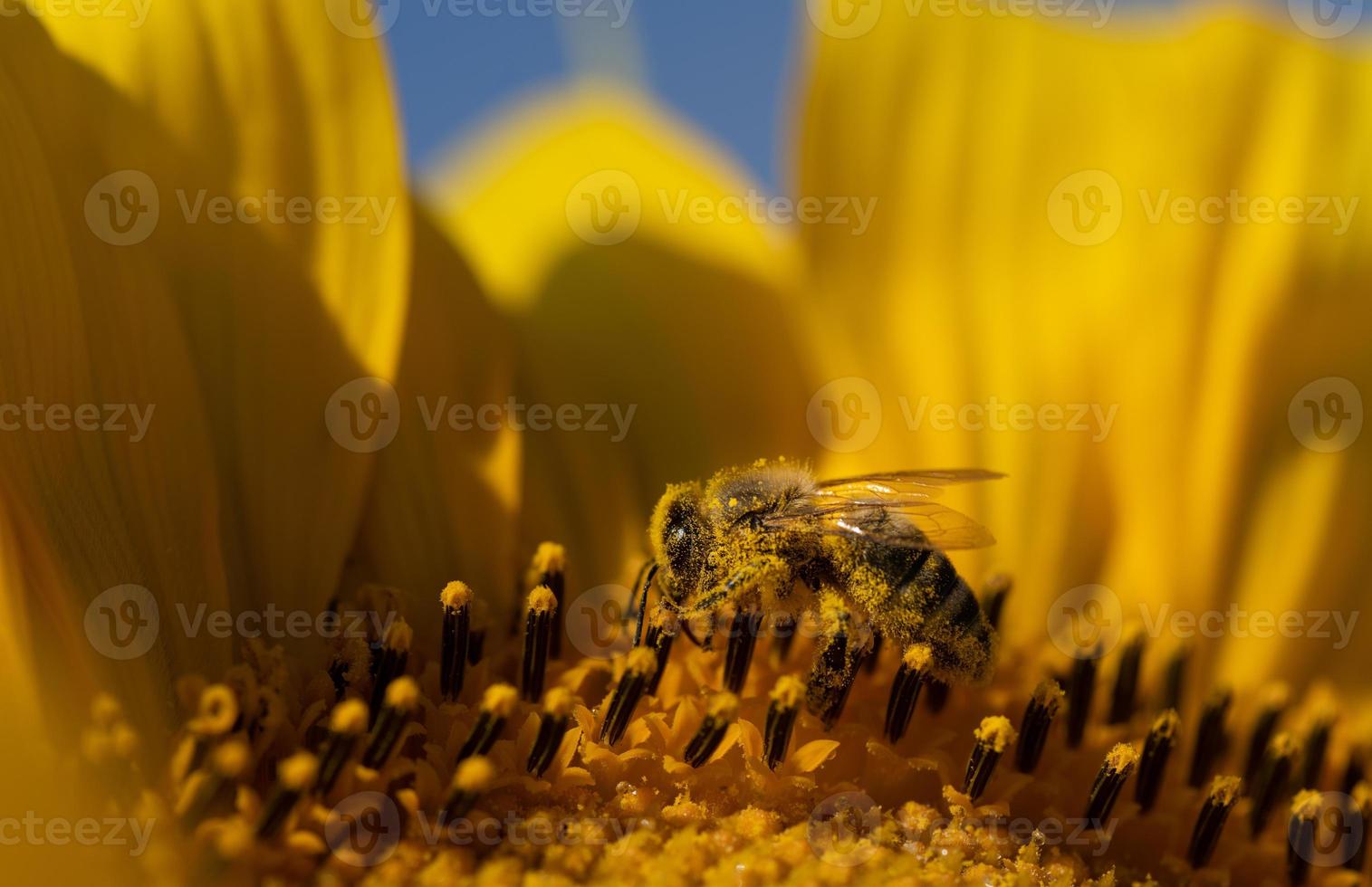 Close up of a honey bee sitting on a sunflower. The bee is covered in pollen all over. photo