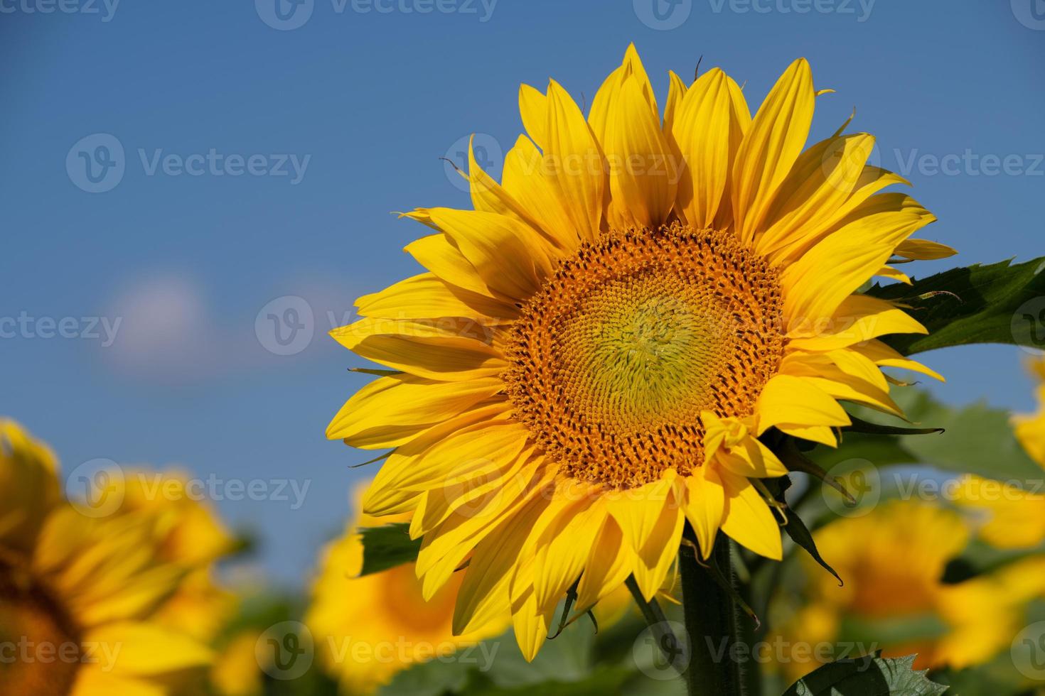 A yellow blooming sunflower grows in nature in the field. In the background the blue sky. photo