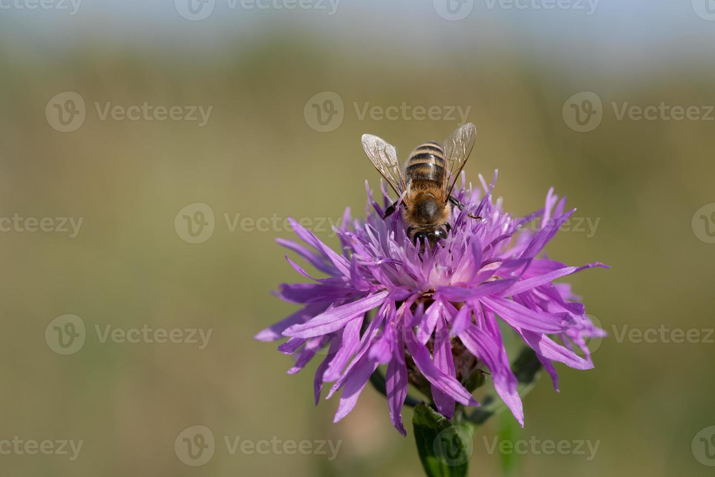 A small honey bee searches for pollen and food in a purple meadow flower. The background is light, with room for text. photo