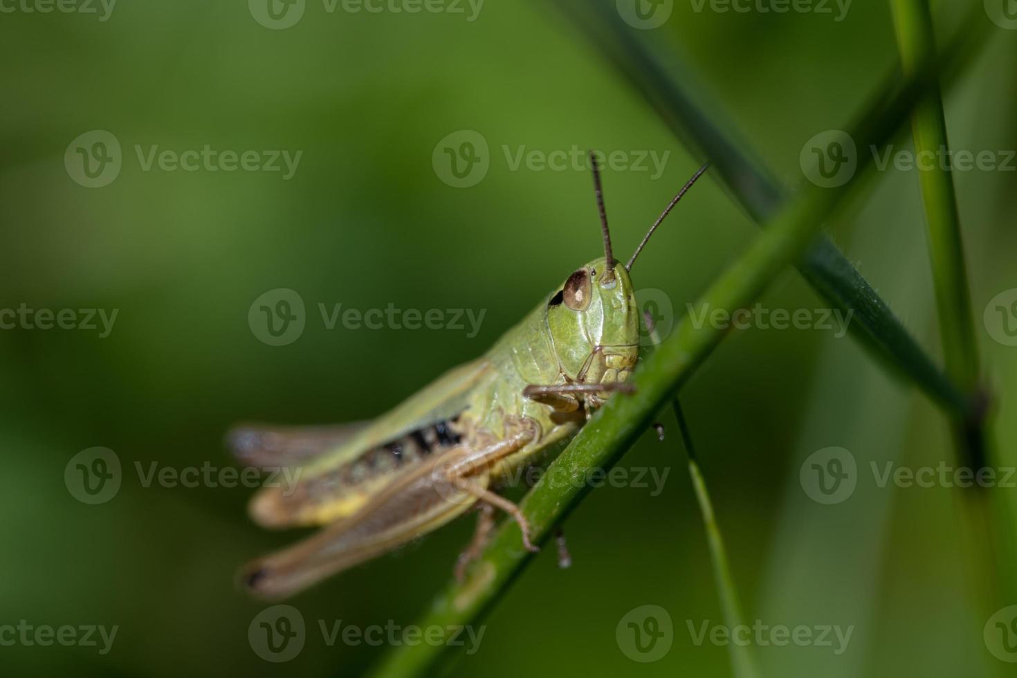 A small green grasshopper  is sitting on a blade of grass. The insect is looking forward towards the viewer. The background is green. photo