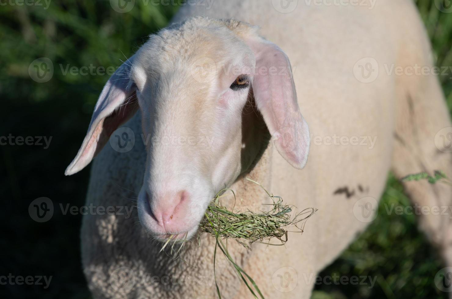 Portrait of a young white sheep standing on a pasture in Germany. It has fresh hay in its mouth. photo