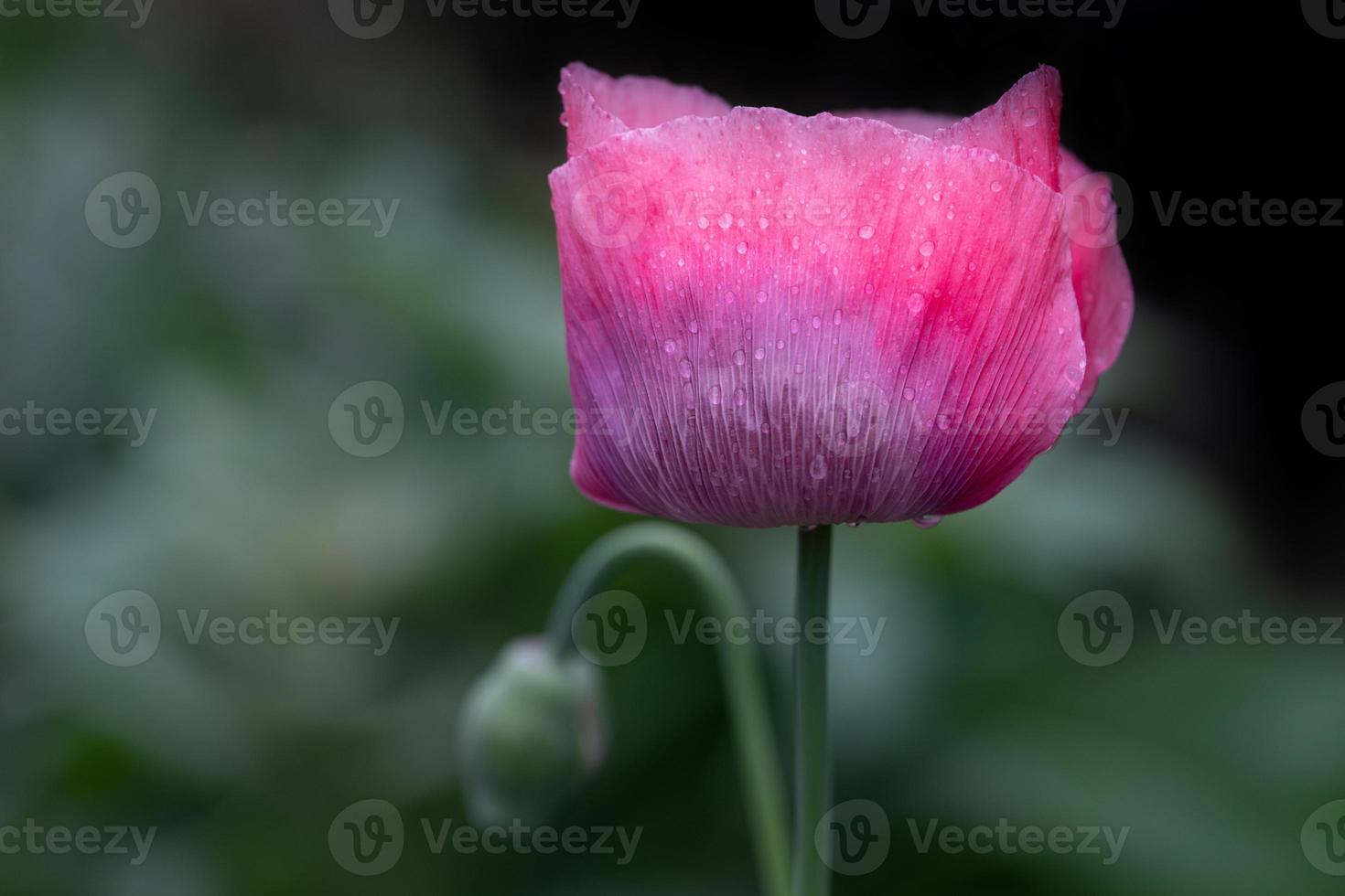 Close-up of a pink poppy flower with water drops partially hanging on it against a green background in nature photo