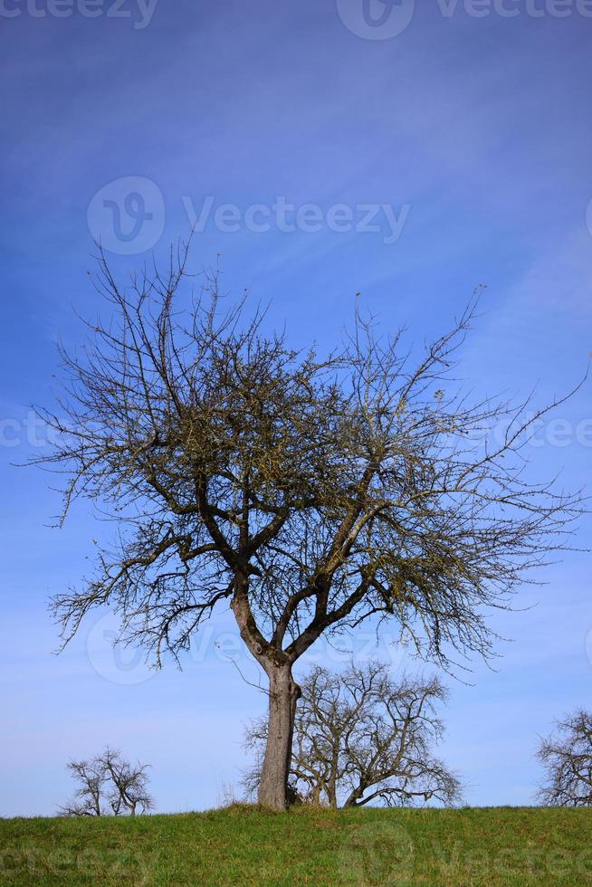 Bare, gnarled apple trees stand in a meadow against a blue sky with clouds in Bavaria in portrait format photo