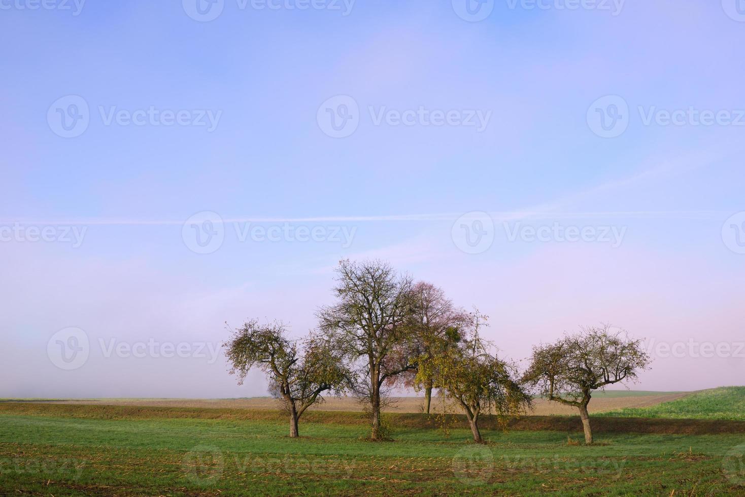 A group of bare gnarled fruit trees stands in the autumn landscape with morning mist photo