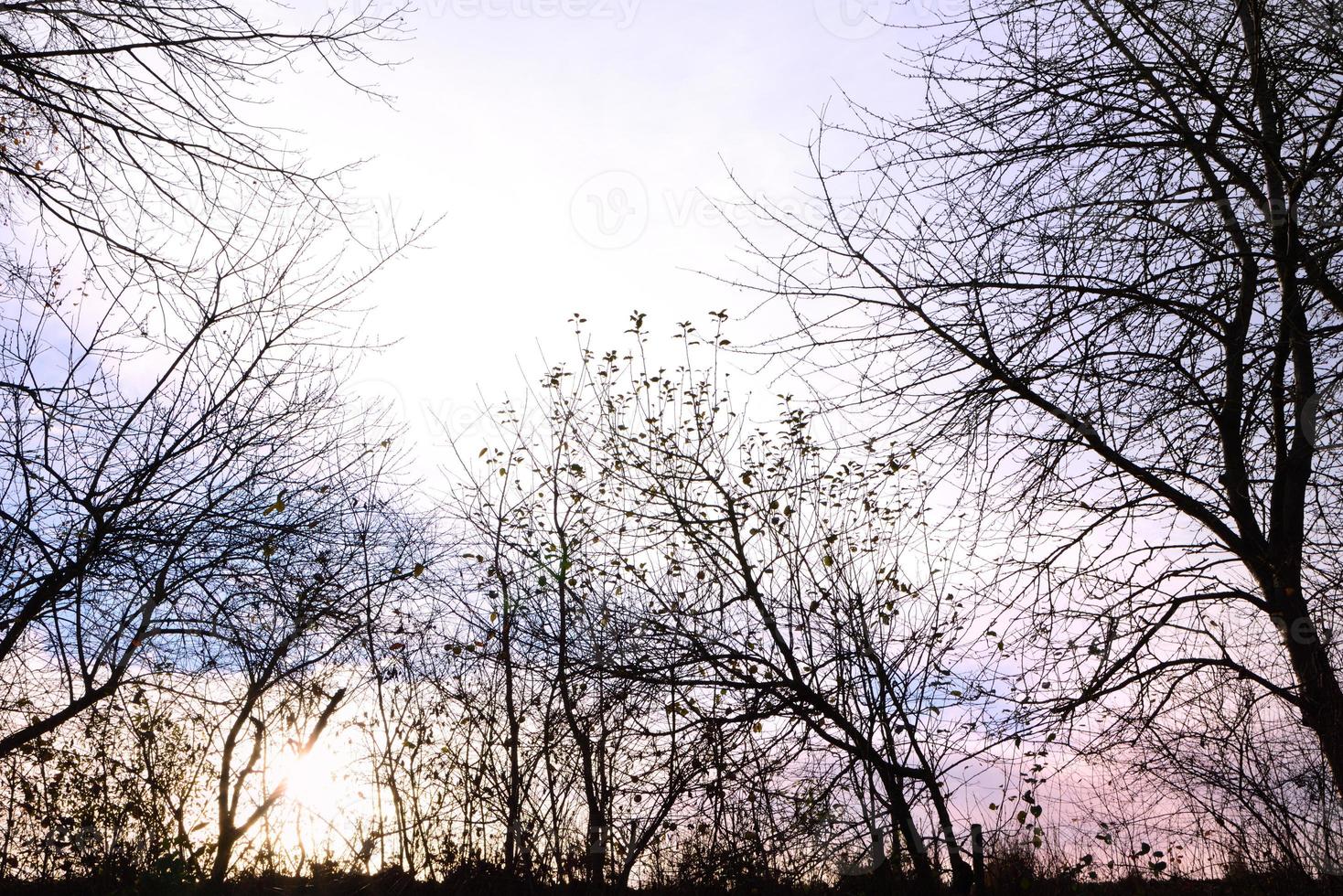 Frame from dry tree branches in winter at sunset photo