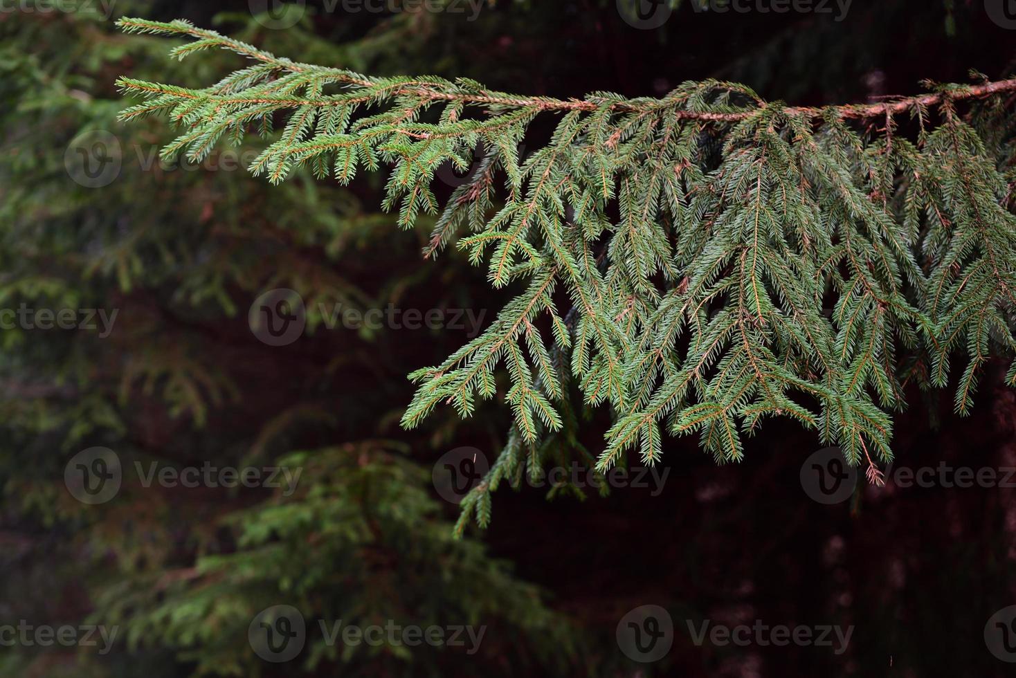 In the forest, a branch of a spruce hangs in front of the trees and a dark background photo