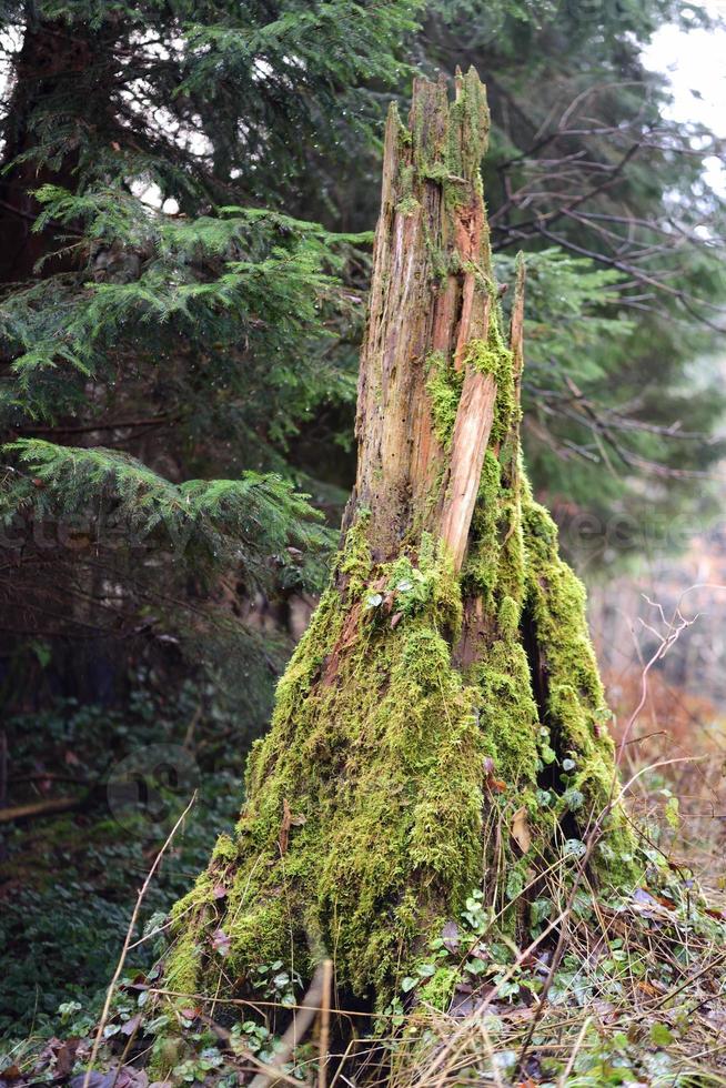 In the forest there is an old rotten tree stump overgrown with moss, in portrait format photo