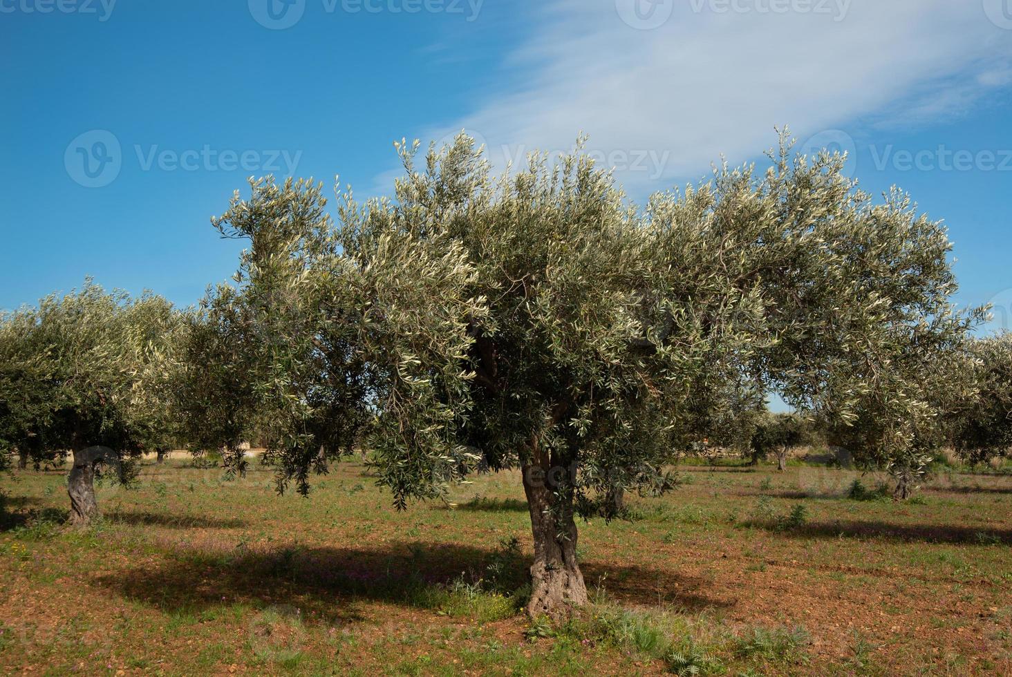 There are several olive trees in an olive field in Sicily. The trees are green, the sky is blue. There are white clouds in the sky. photo