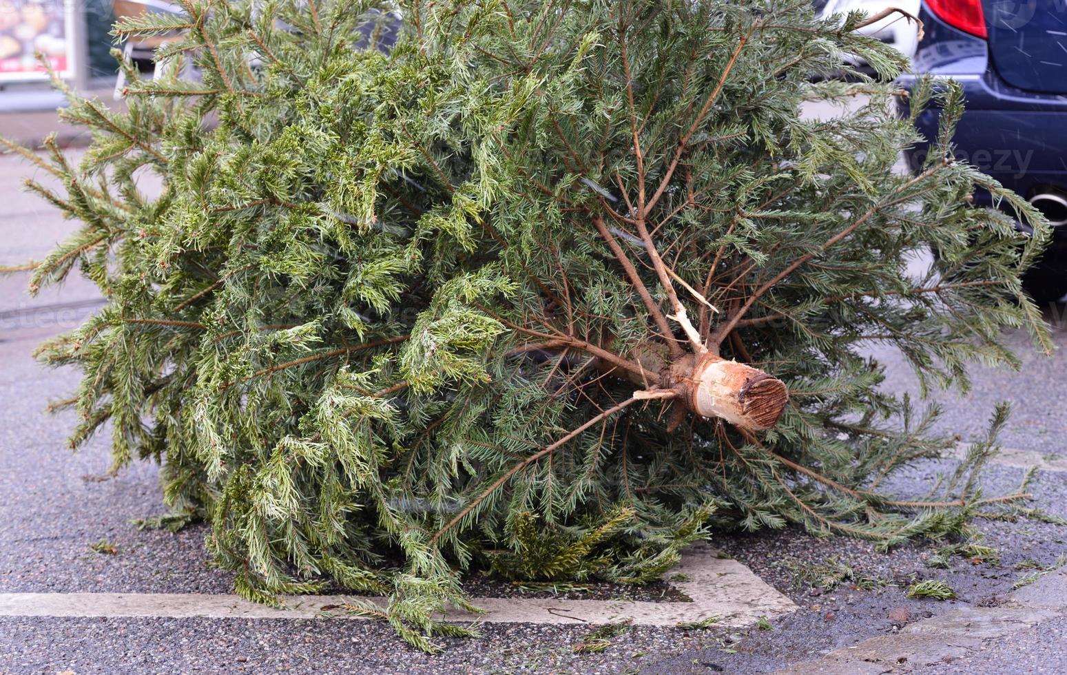 After Christmas, a used Christmas tree lies on the side of the road to be picked up by the pick-up service photo