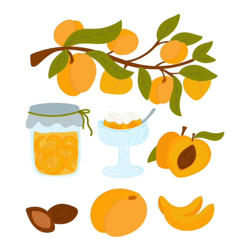 Apricot set. cartoon apricots with leaves, halves and slices of fruit. Fruit jam. Peach with filling, ice cream or cream. a clipart isolated on a white background. Vector illustration hand drawn